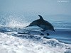 miniatura_dolphin 2 copia